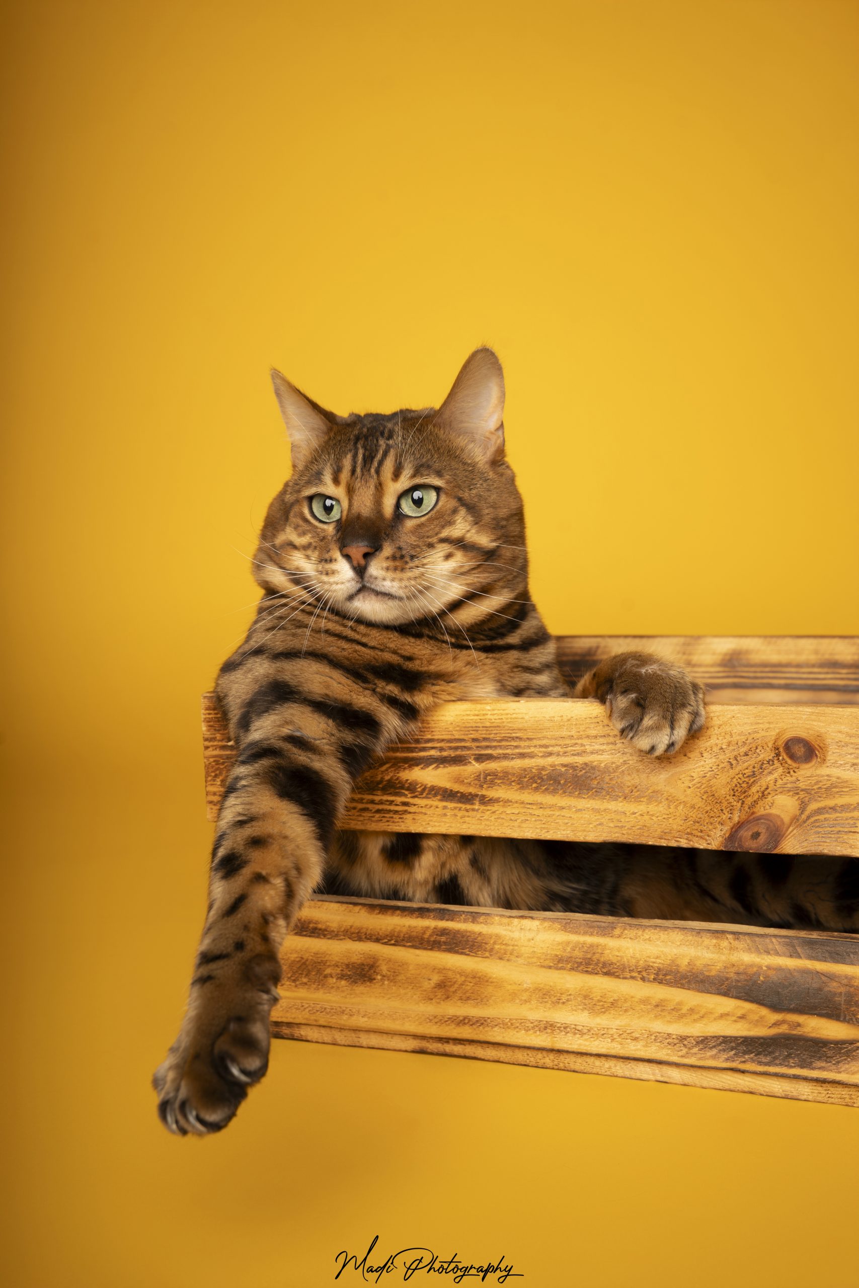 photographe animalier